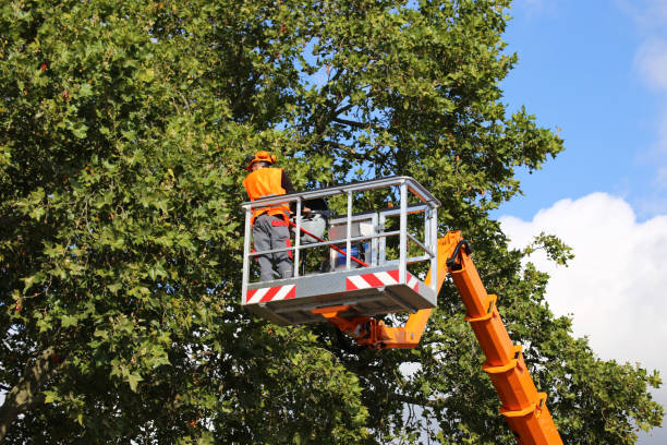 Trusted Montgomery, GA Tree Service Experts